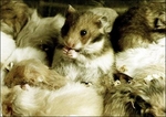 hamsters.jpg